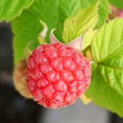 Award Winning Raspberry Canes | Growers' Choice -Roots Plants FRU0042 4 fd6c3fad c93c 4ecb 93dd e68bf38f400a
