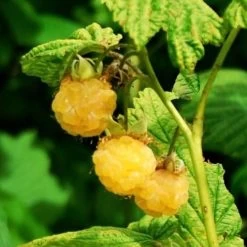 All Gold Raspberry Plants -Roots Plants FRU0044 2 540x 8d3cb59b 8326 4192 996d 35f1b0521248