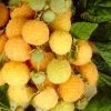 All Gold Raspberry Plants -Roots Plants FRU0044 3