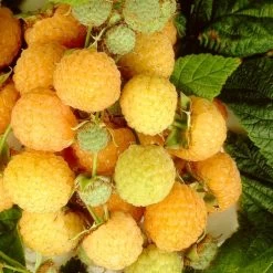 All Gold Raspberry Plants