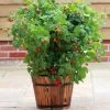'Yummy' Patio Raspberry Plant -Roots Plants FRU0045 1 d7b103e7 ece9 4754 aafa 76fbf2e78612