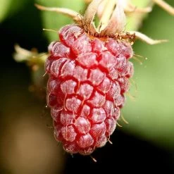 Thornless Loganberry Plant -Roots Plants FRU0051 1