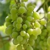 'Superior Seedless' Outdoor Grape Vine -Roots Plants FRU0064 1