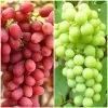 Seedless Outdoor Grape Collection -Roots Plants FRU0065 1