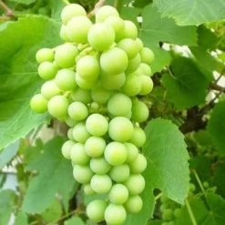 Seedless Outdoor Grape Collection -Roots Plants FRU0066 2 6a364299 bd81 426d b0f0 35c995d96990
