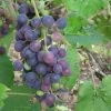 'Muscat Blue' Grape Vine 2 'Muscat Blue' Grape Vine -Roots Plants FRU0068 1