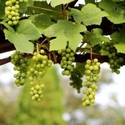'Lakemont' Seedless Outdoor Grape Vine -Roots Plants FRU0069 2