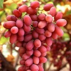 Seedless Outdoor Grape Collection -Roots Plants FRU0070 1 c32b8699 ae0e 4165 8257 4d61cf0ef37e