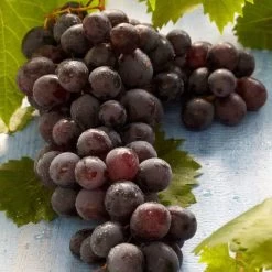 'Boskoop Glory' Seedless Outdoor Grape Vine -Roots Plants FRU0071 2