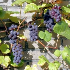 'Boskoop Glory' Seedless Outdoor Grape Vine -Roots Plants FRU0071 3