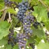 'Black Hamburgh' Indoor Grape Vine 2 'Black Hamburgh' Indoor Grape Vine -Roots Plants FRU0073 4