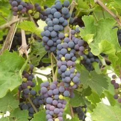 'Black Hamburgh' Indoor Grape Vine