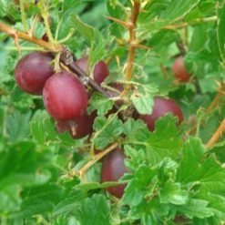 Hinnonmaki Red Gooseberry Bush 7 Hinnonmaki Red Gooseberry Bush -Roots Plants FRU0075 2