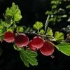 Hinnonmaki Red Gooseberry Bush -Roots Plants FRU0075 4