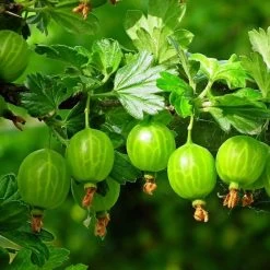 Complete Gooseberry Collection | Red, White & Green -Roots Plants FRU0077 5 c4950aeb 70ed 4be1 a3f0 019e8fc00a92