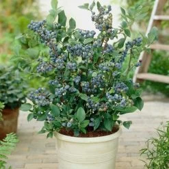 All Season Blueberry Plants Collection -Roots Plants FRU0083 2 08deb223 7e01 46d3 89b8 90aa57d4543b