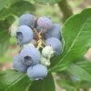 Patriot Blueberry Bush 2 Patriot Blueberry Bush -Roots Plants FRU0086 1