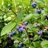 Goldtraube Blueberry Bush -Roots Plants FRU0088 1