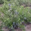 Duke Blueberry Bush -Roots Plants FRU0089 1
