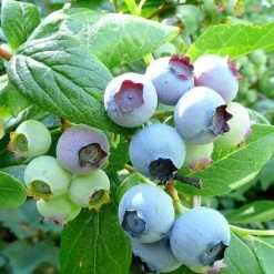 The 3 Best Fruits To Grow In Pots | Nectarine, Fig & Blueberry 12 The 3 Best Fruits To Grow In Pots | Nectarine, Fig & Blueberry -Roots Plants FRU0090 1 3bbd22a7 0a6d 4263 8b0c 966f5786baec
