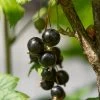 Ben Lomond Blackcurrant Bush -Roots Plants FRU0092 4