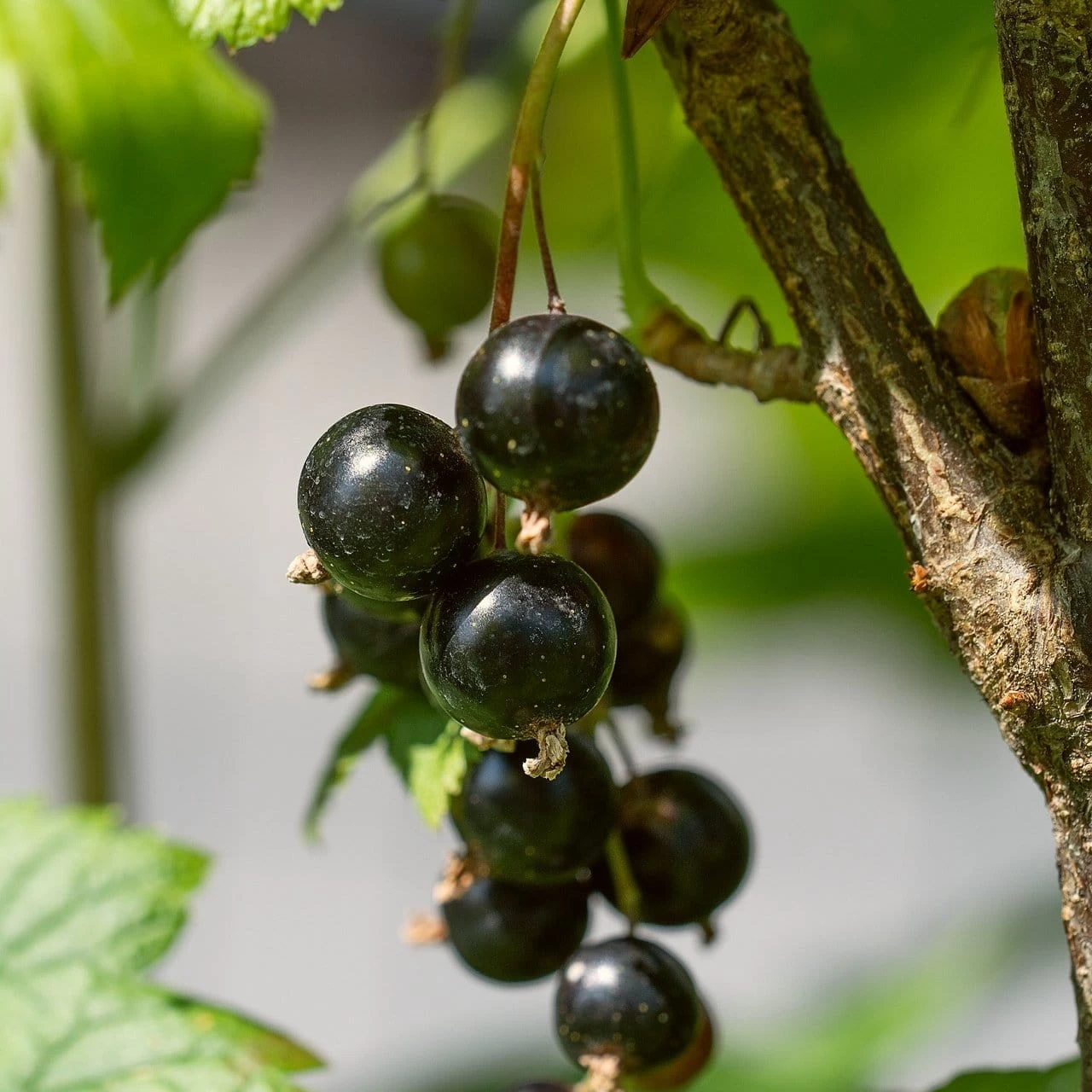 Ben Lomond Blackcurrant Bush 3 Ben Lomond Blackcurrant Bush