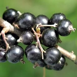 Ben Connan Blackcurrant Bush -Roots Plants FRU0093 1