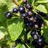 Ben Connan Blackcurrant Bush -Roots Plants FRU0093 3