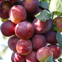 Complete Orchard Collection | Apple, Cherry, Pear, Plum Trees -Roots Plants FRU0106 1 98f0eb80 983e 435a 9972 91a17b19d701