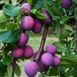 3 Super Easy To Grow Fruit Trees | Apple, Fig & Plum -Roots Plants FRU0106 6