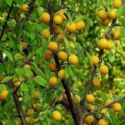 Oullins Golden Gage Plum Tree 10 Oullins Golden Gage Plum Tree -Roots Plants FRU0112 1
