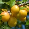 Oullins Golden Gage Plum Tree -Roots Plants FRU0112 4