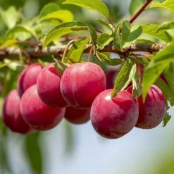 Mini Orchard Collection | Apple, Cherry & Plum -Roots Plants FRU0113 1 84fbd27e ac86 49ba 8ce4 64832a2c9334