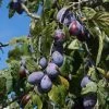 Merryweather Damson Tree 1 Merryweather Damson Tree -Roots Plants FRU0120 1
