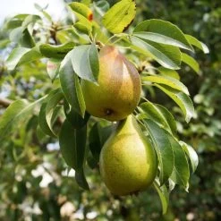 The 3 Top Performing Fruit Trees To Grow In The UK | Apple, Pear & Plum -Roots Plants FRU0122 5 9f804fa0 5256 4aac a3ea e8da26d0f46f