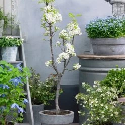 Doyenné Du Comice Pear Tree -Roots Plants FRU0124 4