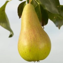 Concorde Pear Tree -Roots Plants FRU0130 1