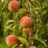 Peregrine Peach Tree -Roots Plants FRU0133 1