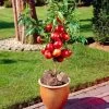 Madame Blanchet Patio Nectarine Tree -Roots Plants FRU0139 1
