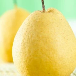 Kumoi' Asian Pear Tree | Nashi Pear -Roots Plants FRU0142 1