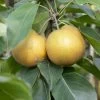 Kumoi' Asian Pear Tree | Nashi Pear 1 Kumoi' Asian Pear Tree | Nashi Pear -Roots Plants FRU0142 2