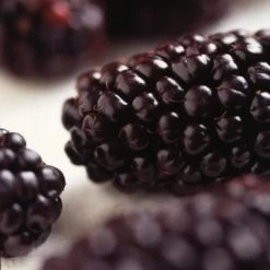 Wellington Mulberry Tree -Roots Plants FRU0143 2 2eacbfc8 f675 4ba9 9bd6 2dbe3957165a