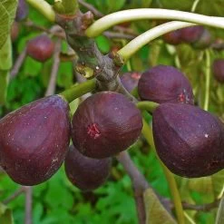 3 Super Easy To Grow Fruit Trees | Apple, Fig & Plum -Roots Plants FRU0148 1 a40cf121 4467 400e 880f 5610c172c7f5