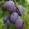 Shropshire Prune Damson Tree -Roots Plants FRU0162 1
