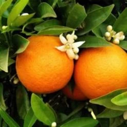 Seville Orange Tree 'Bigaradier' | Grafted Mini-Stem -Roots Plants FRU0168 3