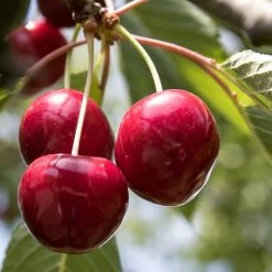 Award Winning Patio Fruit Tree Collection | Cherry, Pear & Plum | Growers' Choice 16 Award Winning Patio Fruit Tree Collection | Cherry, Pear & Plum | Growers' Choice -Roots Plants FRU0174 1
