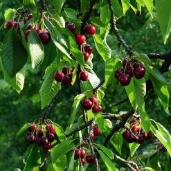 Stella Cherry Tree -Roots Plants FRU0174 2