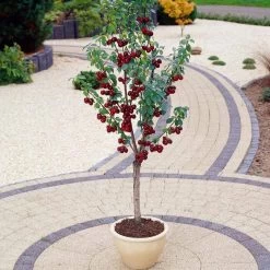 Stella Cherry Tree -Roots Plants FRU0174 3
