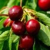 Morello Cherry Tree -Roots Plants FRU0178 1