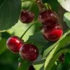Lapins 'Cherokee' Cherry Tree -Roots Plants FRU0181 1